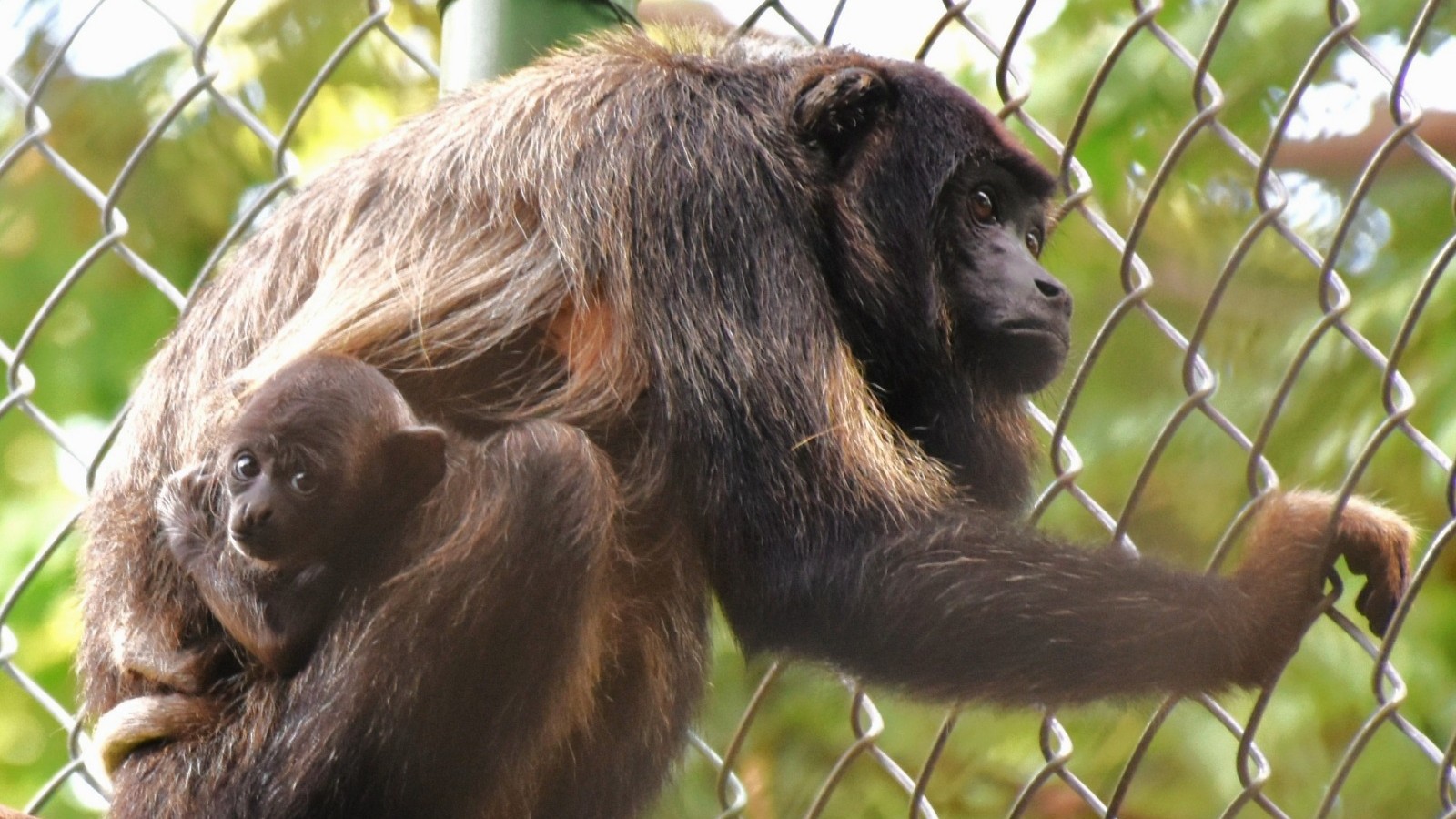 macaca fêmea com o filhote no colo